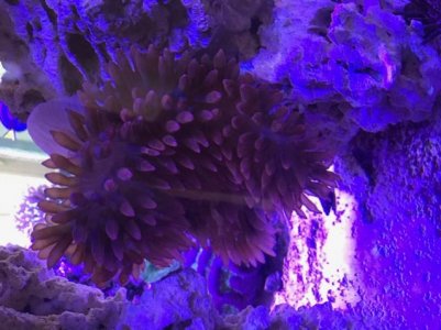 Anemone 3.jpg