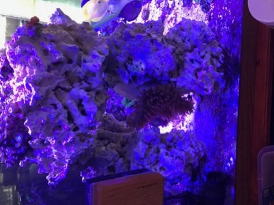 Anemone 3_1.jpg