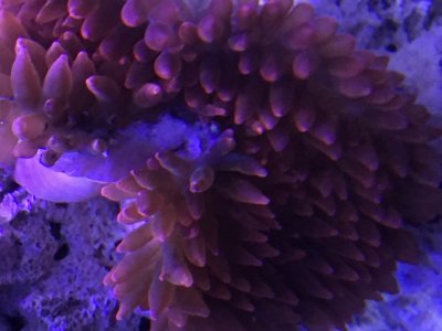 Anemone 4.JPG