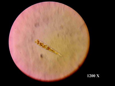 Unknown Bacteria BACK WALL 2.jpg