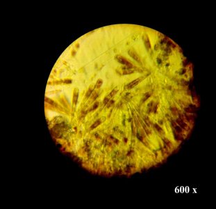 Unknown Bacteria BACK WALL 4.jpg