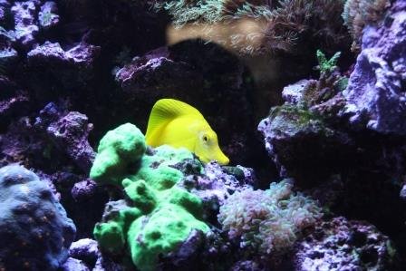 aquarium tang 005a.jpg