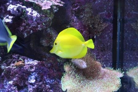 aquarium tang 004.JPG