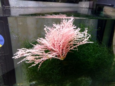 algae.jpg
