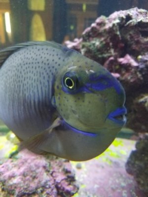 fish1.jpg