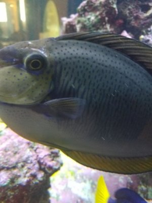 fish 2.jpg