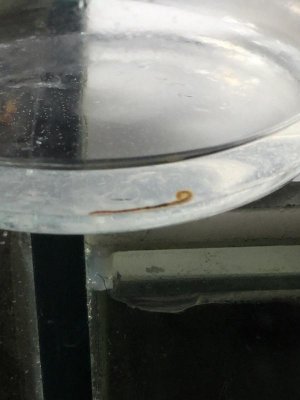 worm.jpg