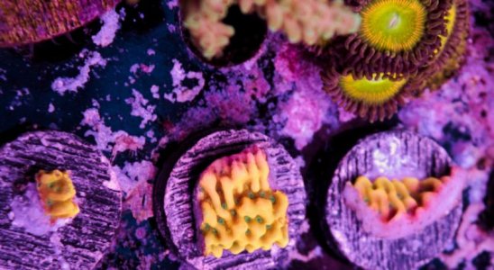 ASD master Phoenix frags.jpg