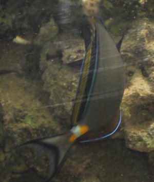 Naso Cropped.jpg