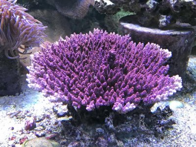 RedPlanet2017052901.jpg