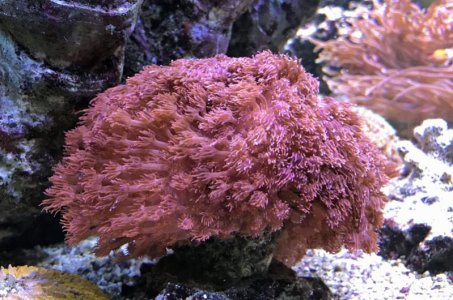 RedGoniopora2017052901.jpg