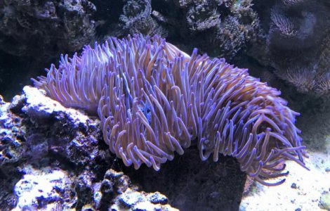 PurpleTippedMagnifica201705290101.jpg