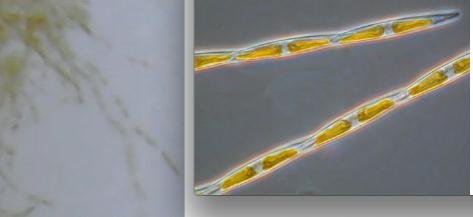 Screen Shot 2017-04-17 at 12.58.53 PM.jpg