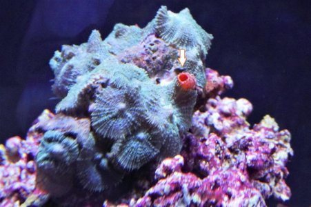 what is it_DSC1959.jpg