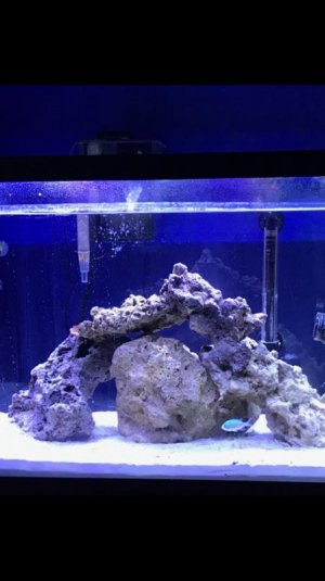 Fish tank may 2017.jpg