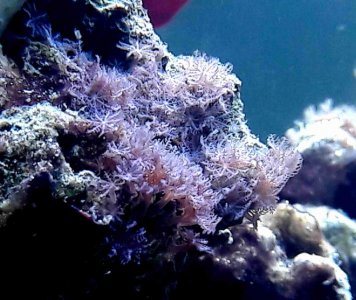 Hitchhiker 170419.jpg