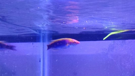 fairy wrasse.jpg