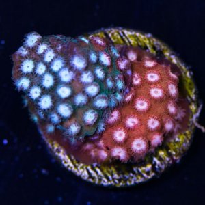 jason fox fender bender.jpg