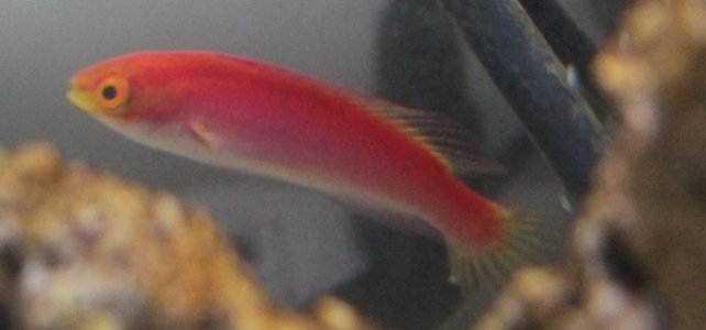 Flame Wrasse 2.jpg