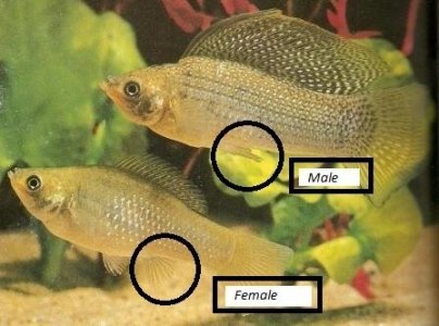 gonipodium.jpg