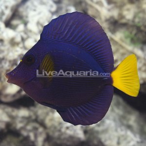 Purple Tang.jpg