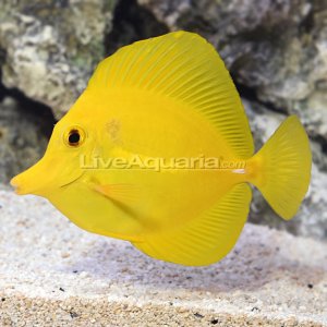 Yellow Tang.jpg