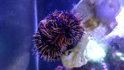 urchin.jpg