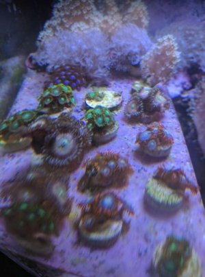 frags.jpg