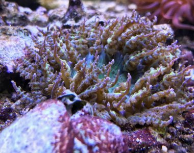 Beautiful Pest resized.jpg