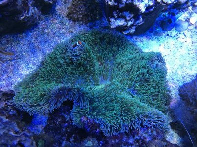 GreenPetcoGigantea2017061501resized.jpg