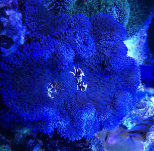 PurpleGigantea2017061501.jpg