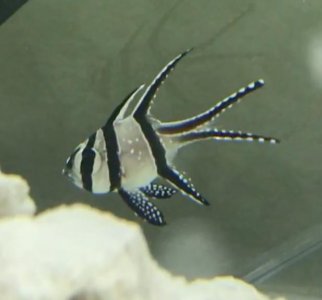 Screen Shot 2017-06-28 at 4.42.48 PM.jpg