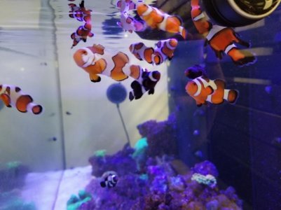 Clownfish 1.jpg