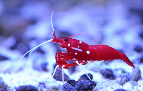 fire-shrimp.jpg