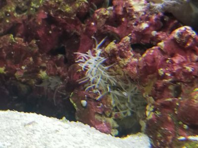White Tentacles 2.jpg