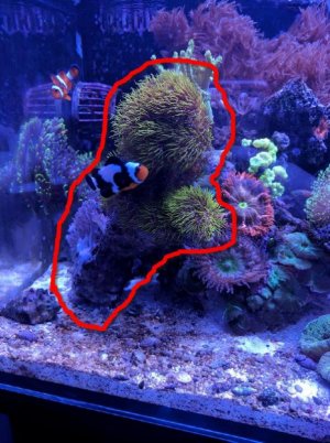 Xenia & GSP.jpg
