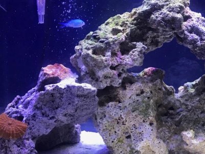 Chromis june.jpg