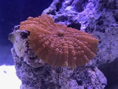 IMG_1872.jpg