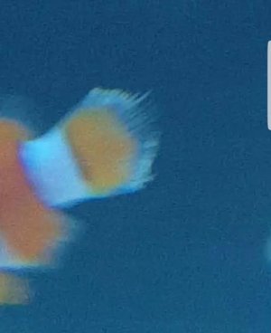 Screenshot_20170619-174507.jpg