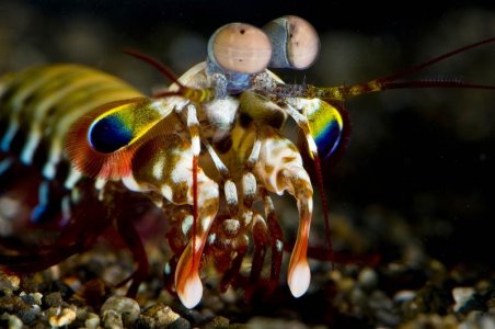 O scyllarus juv 1 small.jpg