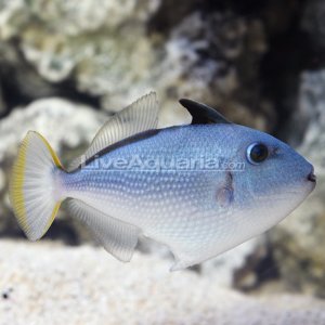 sargassumtriggerfishdiversden.jpg