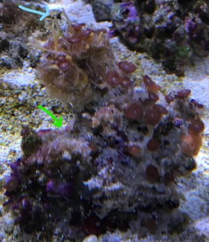 Zoa01.jpg