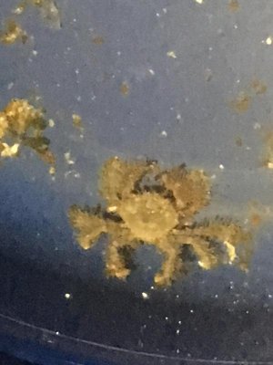 crab.jpg