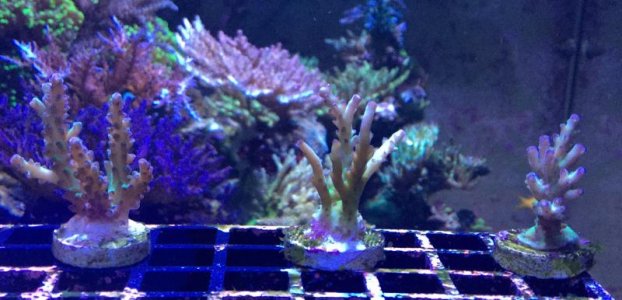 IMG_0288.jpg