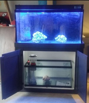 Mikes 90 Gallon Tank .JPG