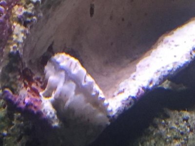 Clam.jpg