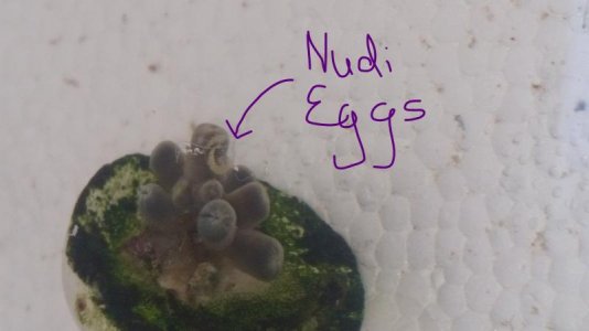 0Inked20170630_193321 Nudi Eggs_LI.jpg