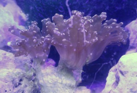 0712171621a-1_1_1_1.jpg