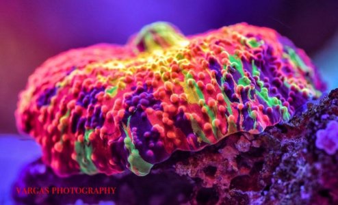 purple-monster-jawbreaker-mushroom-3 1.jpg
