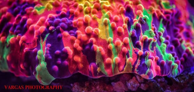 purple-monster-jawbreaker-mushroom-2-770x369 2.jpg